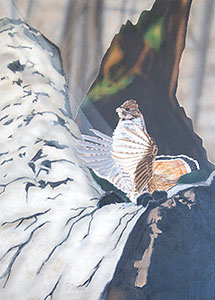 Ruffed Grouse