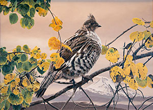 Ruffed Grouse