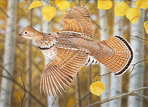 Ruffed Grouse