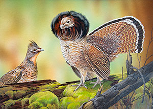 Ruffed Grouse