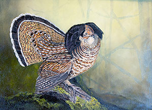 Ruffed Grouse