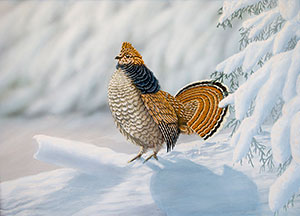 Ruffed Grouse
