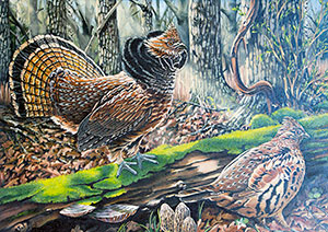 Ruffed Grouse