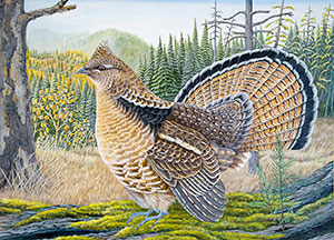 Ruffed Grouse