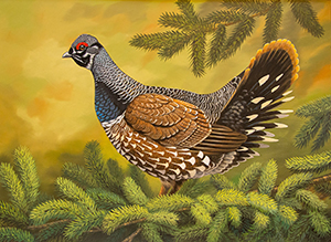 Spruce Grouse