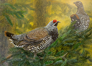 Spruce Grouse