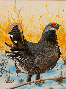 Spruce Grouse