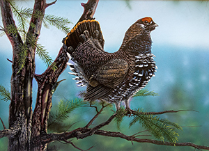 Spruce Grouse
