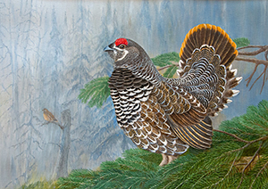 Spruce Grouse