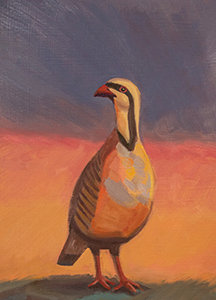 Chukar