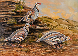 Chukar