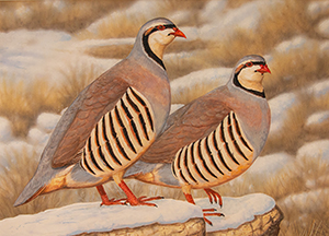 Chukar
