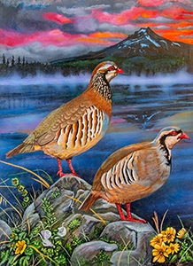 Chukar