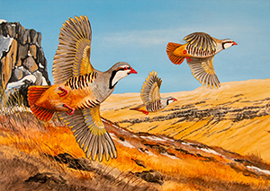 Chukar