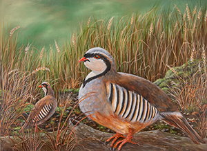 Chukar