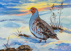 Gray Partridge
