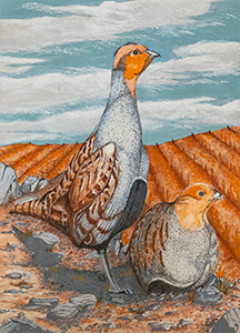 Gray Partridge