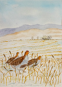 Gray Partridge