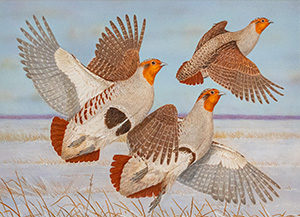 Gray Partridge