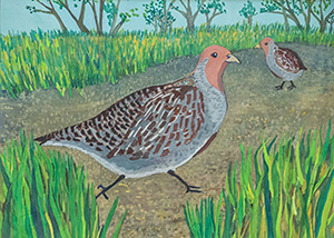 Gray Partridge