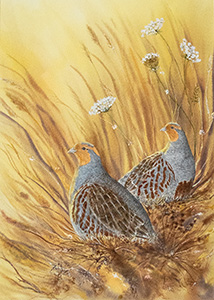 Gray Partridge