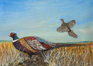 Ring-necked Pheasant