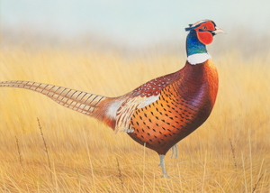 Ring-necked Pheasant