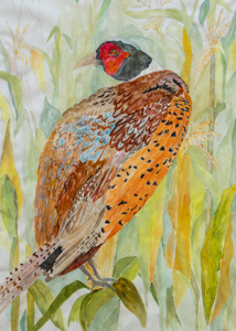 Ring-necked Pheasant