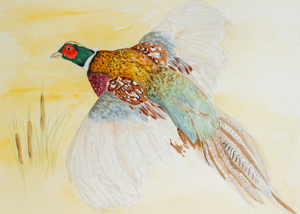 Ring-necked Pheasant