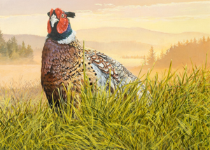 Ring-necked Pheasant