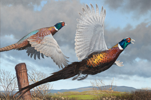 Ring-necked Pheasant