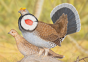 Blue Grouse