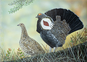 Blue Grouse