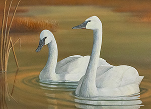 Trumpeter Swan