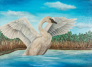 Trumpeter Swan