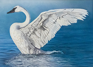 Trumpeter Swan