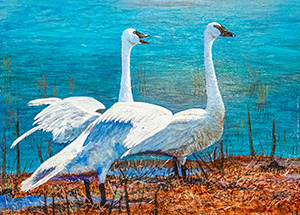 Trumpeter Swan