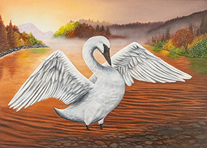 Trumpeter Swan