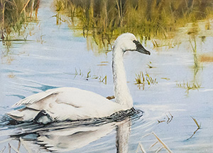 Trumpeter Swan