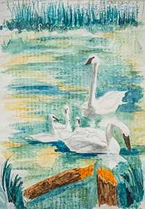Trumpeter Swan