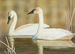 Trumpeter Swan