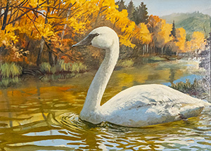 Trumpeter Swan
