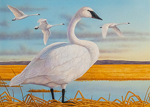 Trumpeter Swan