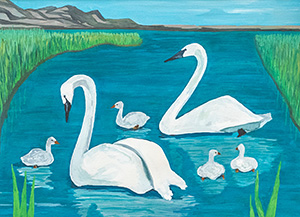 Trumpeter Swan