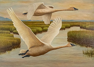 Trumpeter Swan