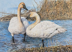 Trumpeter Swan