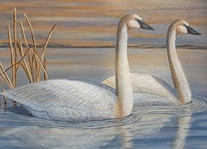 Trumpeter Swan