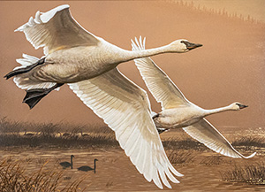Trumpeter Swan