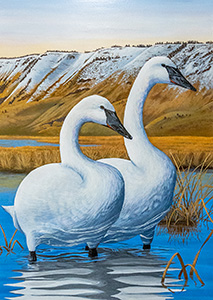 Trumpeter Swan