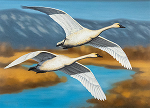 Trumpeter Swan